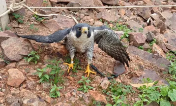 IAT resgata falcão peregrino ferido que percorreu 7,3 mil quilômetros desde os EUA