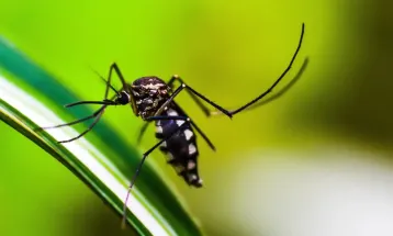 Cascavel registra mais duas mortes por Chikungunya