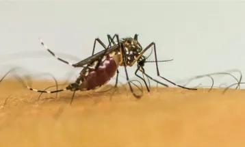 Secretaria da Saúde confirma mais três óbitos e 4,8 mil novos casos de dengue no Paraná
