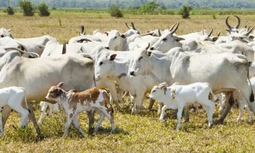 Reta final: produtor rural tem até 30 de junho para atualizar rebanho