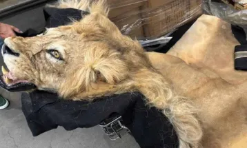Ibama apreende partes de girafa e leão no Aeroporto de Guarulhos