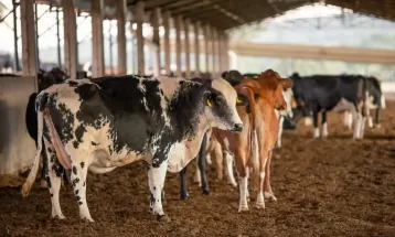 Tuberculose bovina pode ser transmitida à humanos e ameaça produção pecuária
