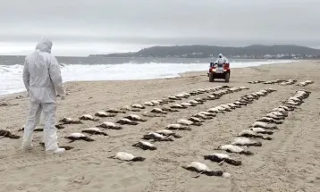 Mais de 700 pinguins são encontrados mortos no litoral de São Paulo