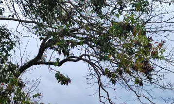Frio e garoa marcam a quarta-feira (29) em Cascavel