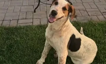 Cão Abacate: PCPR cumpre buscas em investigação sobre maus-tratos que levou a morte de cachorro em Toledo