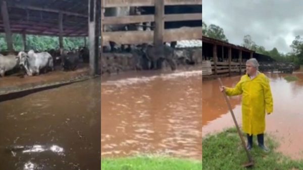 Rio transborda, invade fazenda e arrasta bezerros no Oeste do Paraná