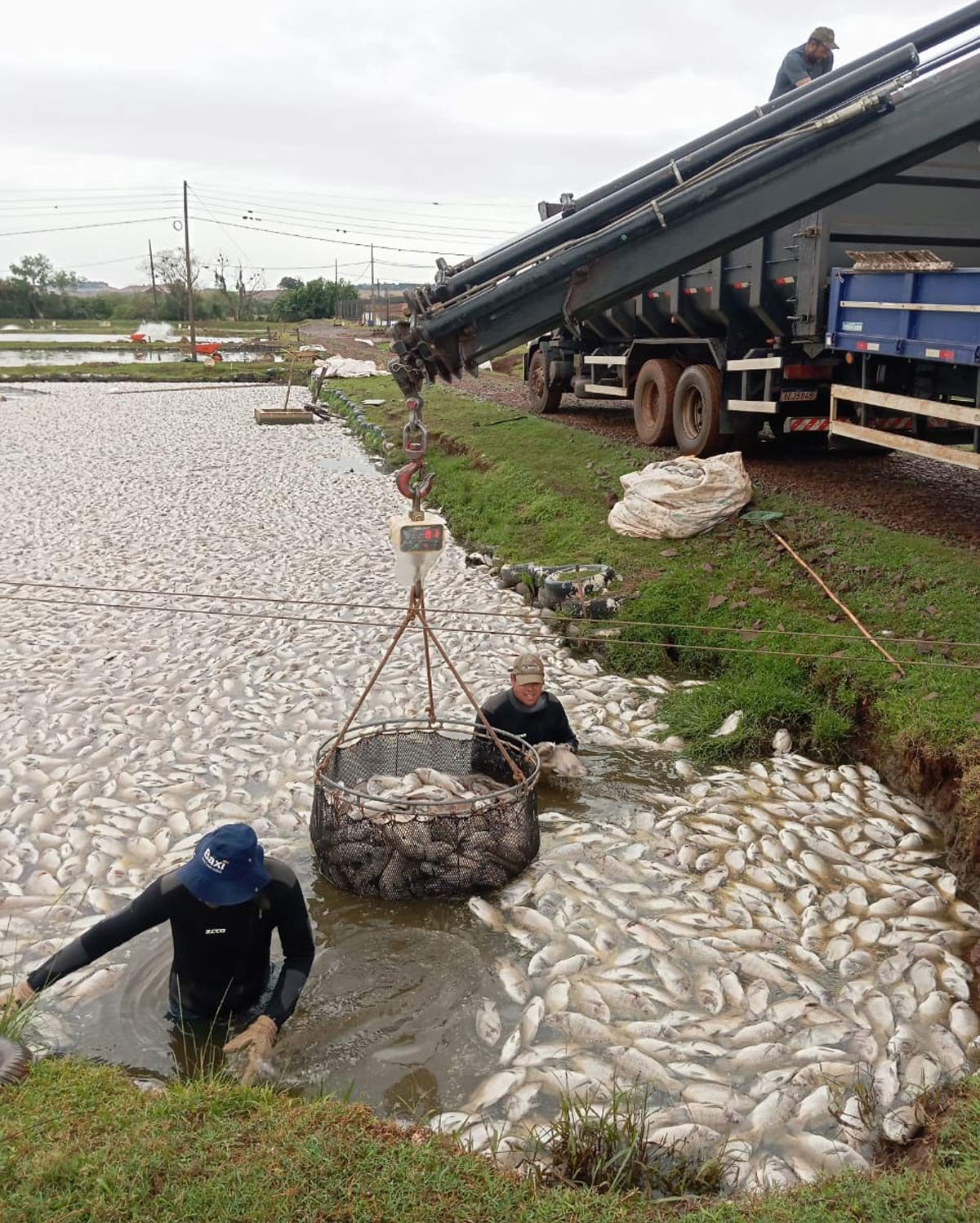 Produtor perde 450 mil peixes após 23 horas sem energia no Paraná
