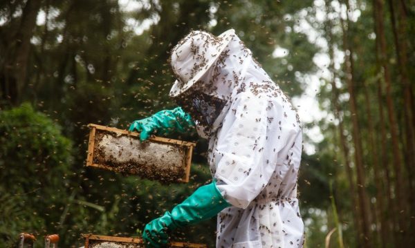 Exportações de mel do Paraná caem 25% em volume, apesar da valorização do produto