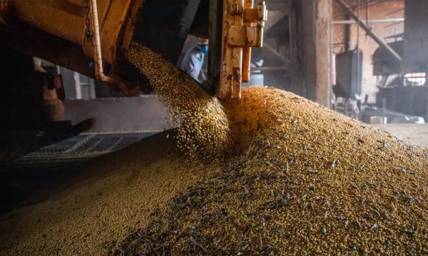 Exportações de óleo de soja do Paraná crescem quase 80% e chegam a US$ 750 milhões
