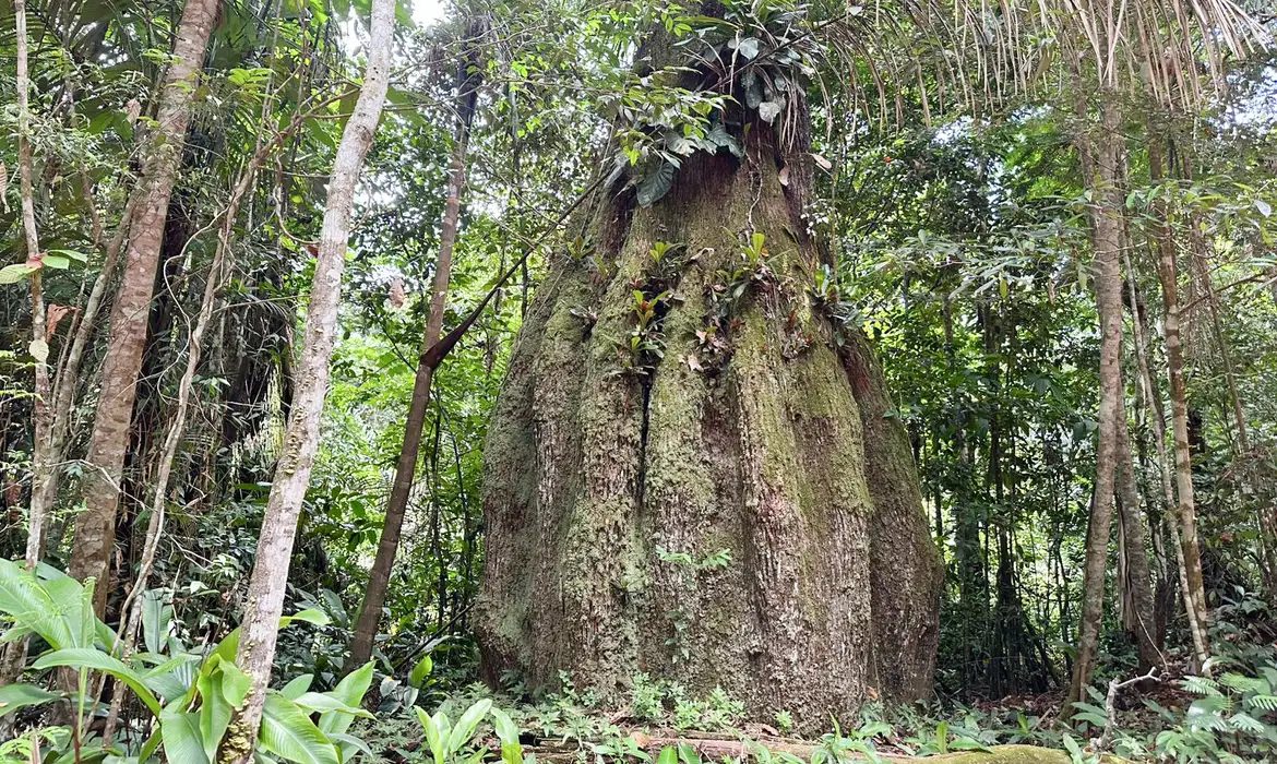 Congresso terá sete em cada dez parlamentares contra agenda ambiental