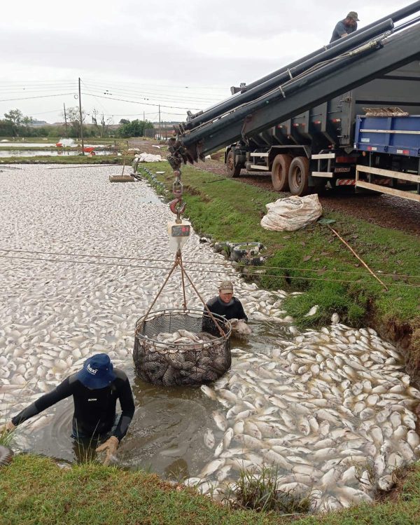 Produtor perde 450 mil peixes após 23 horas sem energia no Paraná