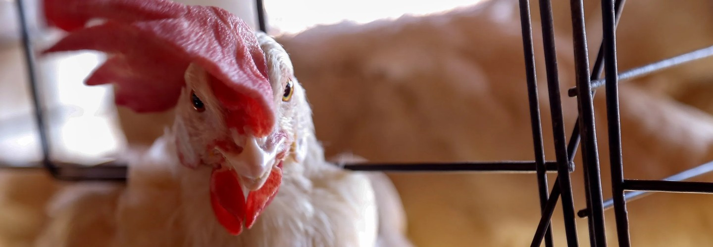 Brasil se declara país livre da gripe aviária