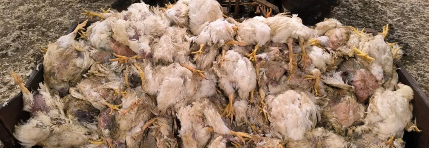 Lucro bilionário e apagões no campo: entidades cobram explicações da Copel por prejuízos no Paraná